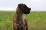 DOGUE ALLEMAND 362